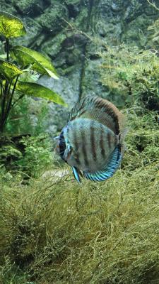 Discus Cobalt 12 cm