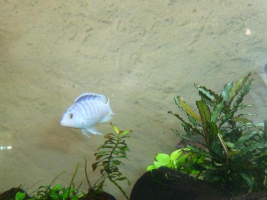 petit mbuna (Labidochromis chisumulae)