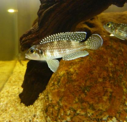 Lamprologus meleagris