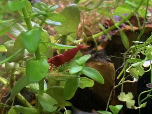 Crevettes red cherry