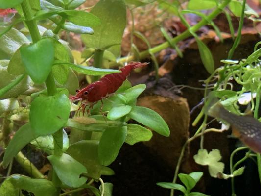 Crevettes red cherry