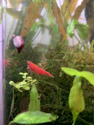 Crevettes red cherry