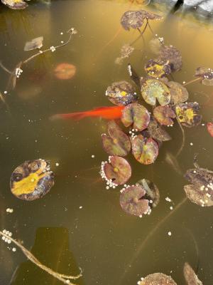 Poisson rouge d'extérieur environ 8 cm
