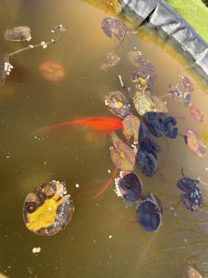 Poisson rouge d'extérieur environ 8 cm