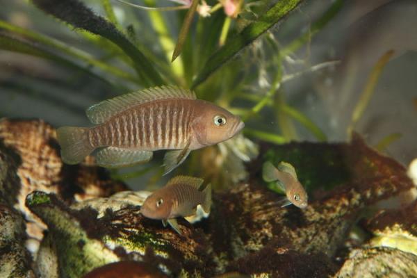 Neolamprologus multifasciatus et Julidochromis regani Kipili