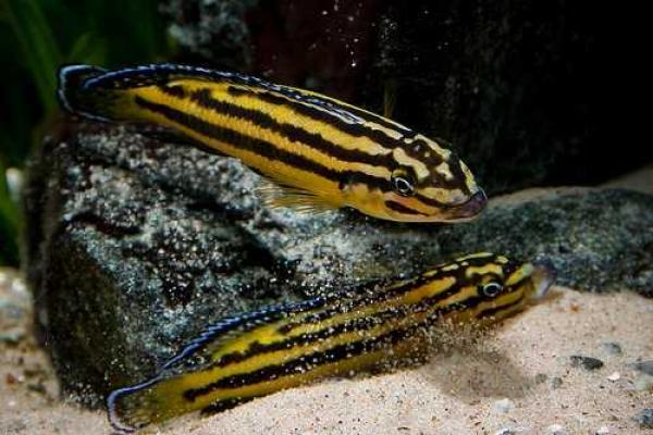 Neolamprologus multifasciatus et Julidochromis regani Kipili