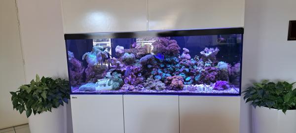 Reefer 525 complet