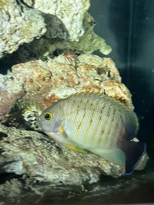 Vend poisson aquarium eau de mer