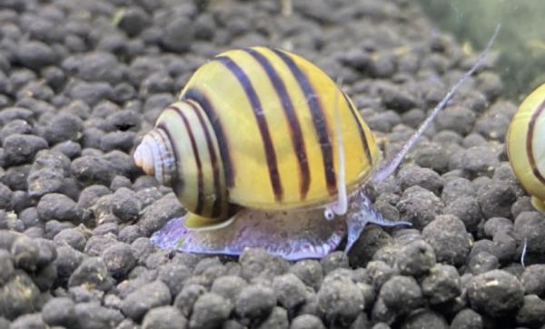 Asolene spixi