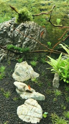 Aquarium juwel vision 260l + meuble