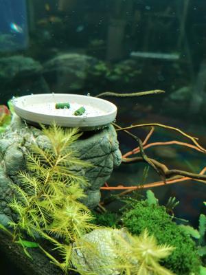 Aquarium juwel vision 260l + meuble