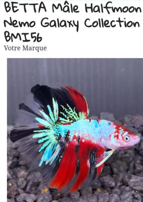 Combattant betta mâle halfmoon
