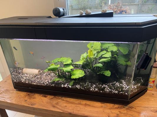 Aquarium 220l complet plus déco