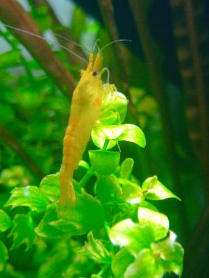 Crevettes neocaridina jaunes