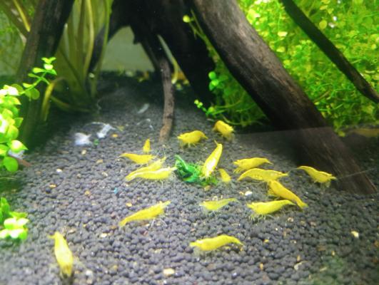 Crevettes neocaridina jaunes