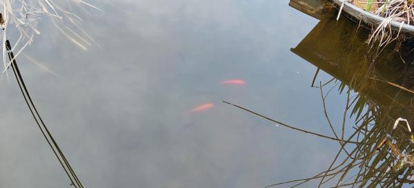 DON poissons rouges de bassin