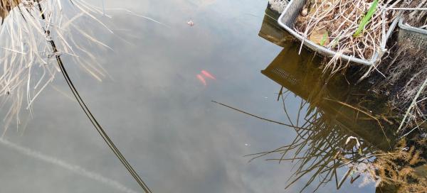 DON poissons rouges de bassin
