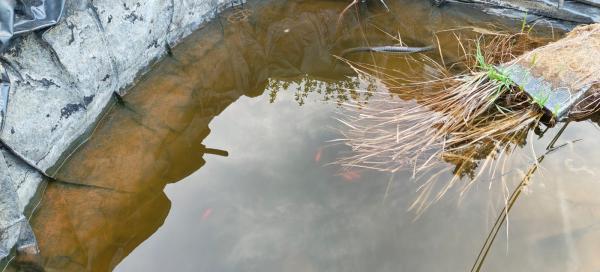 DON poissons rouges de bassin