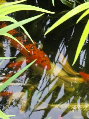 Poisson carpe koï