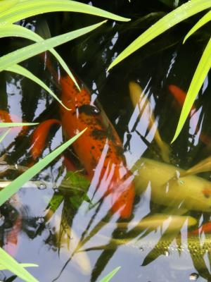 Poisson carpe koï