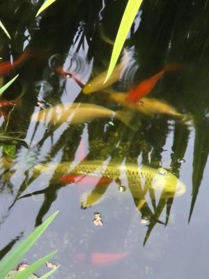 Poisson carpe koï