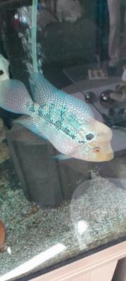 Flowerhorn