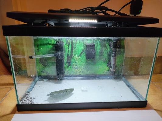 Aquarium avec accessoires