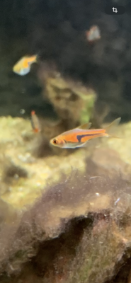 Galaxis et rasboras