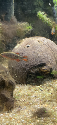 Galaxis et rasboras