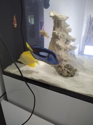 Poissons chirurgien Bleu et jaune