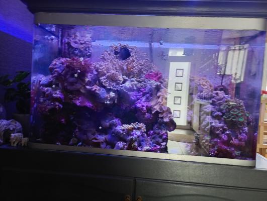 aquarium recifal OSAKA 260 Complet