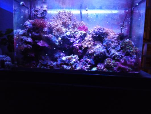 aquarium recifal OSAKA 260 Complet