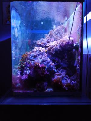 aquarium recifal OSAKA 260 Complet
