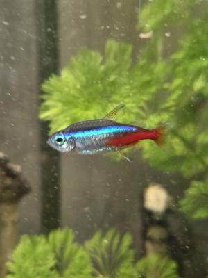Cause déménagement vend l’ensemble de mes poissons d’aquarium