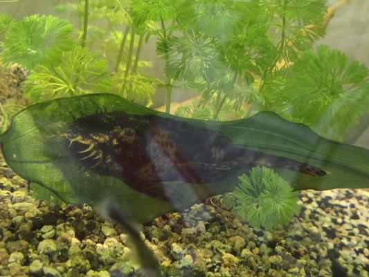 Cause déménagement vend l’ensemble de mes poissons d’aquarium