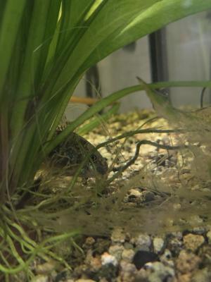 Cause déménagement vend l’ensemble de mes poissons d’aquarium
