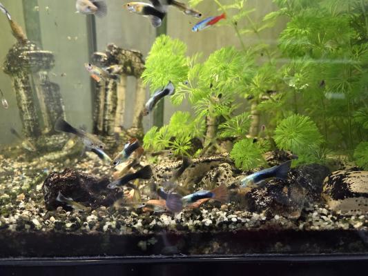 Cause déménagement vend l’ensemble de mes poissons d’aquarium