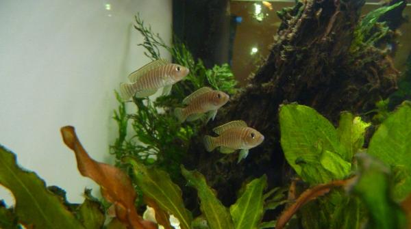Cichlidés du Tanganyika (Neolamprologus similis )