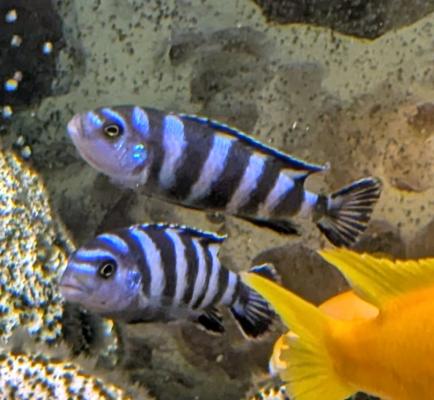 Pseudotropheus Demasoni