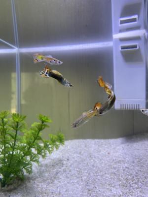 Guppy male