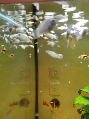Naissances bébés Platys