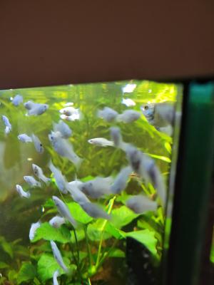 Naissances bébés Platys