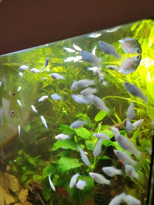 Naissances bébés Platys