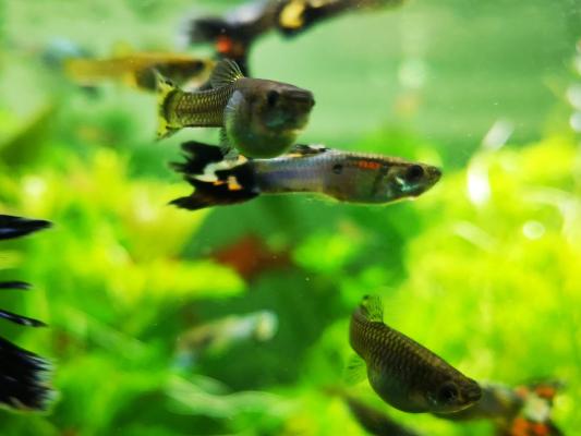 Poissons d’aquarium Guppys