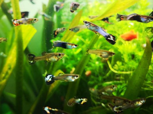 Poissons d’aquarium Guppys