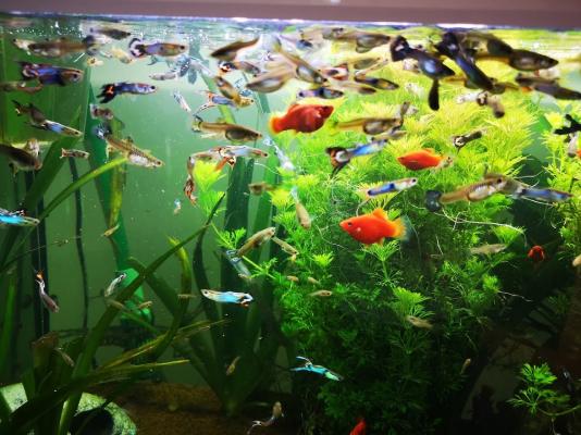 Poissons d’aquarium Guppys