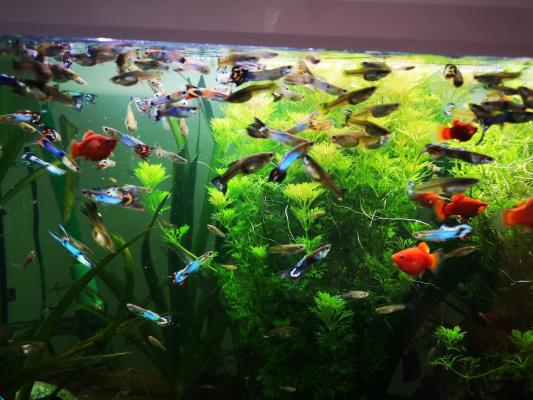 Poissons d’aquarium Guppys