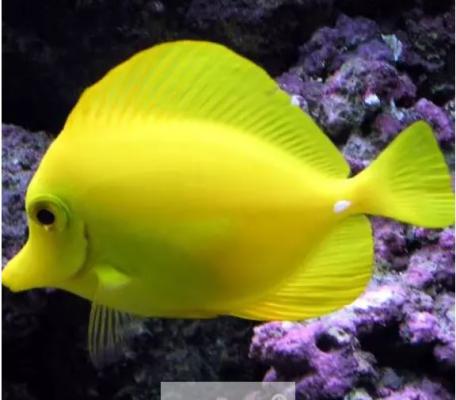 poisson chirurgien jaune 10 cm