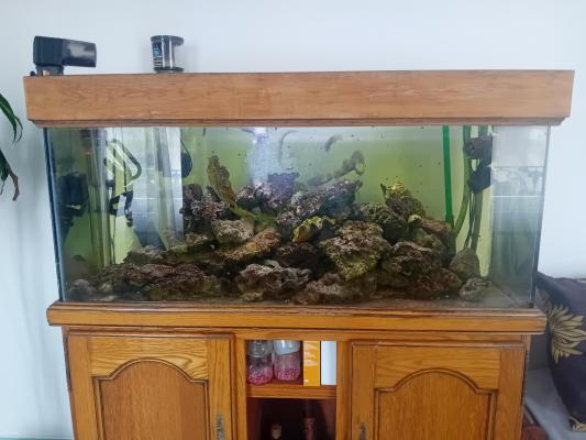 aquarium 240 litres