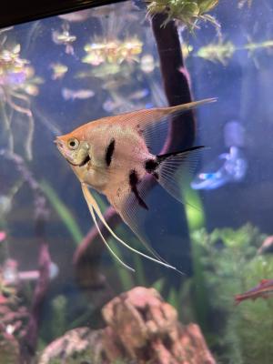 Donne à titre gracieux poissons d'eau douce